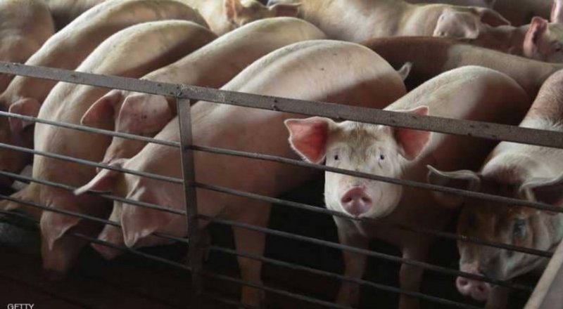 حمى الخنازير تظهر بالصين