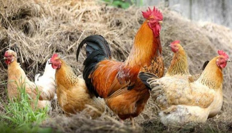 مصر .. استاذ بجامعة الأزهر يصدر فتوى غريبة بخصوص الأضحية